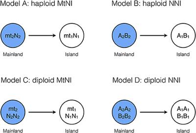 Genetic Incompatibilities Between Mitochondria and Nuclear Genes: Effect on Gene Flow and Speciation